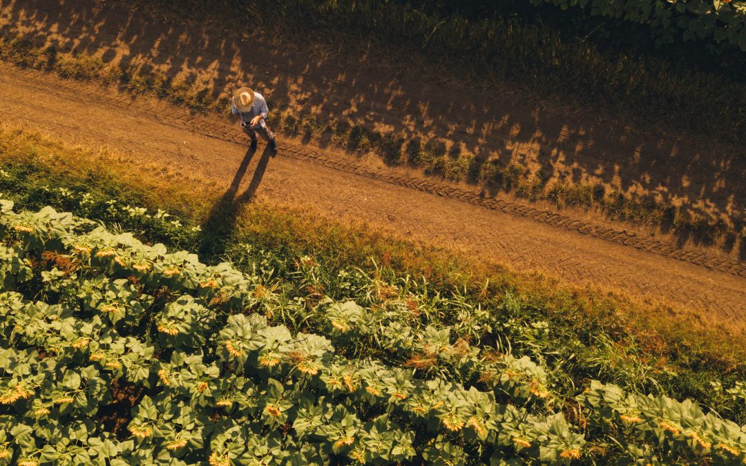 A Revolução dos Créditos de Carbono: Como a UDIGreen Está Transformando o Mercado